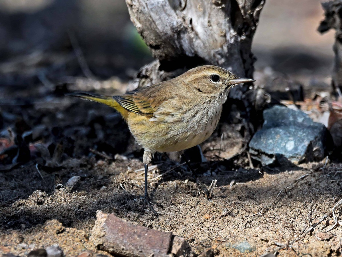 Palm Warbler - ML395141321