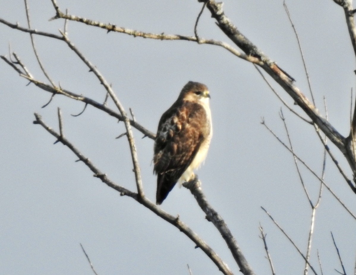 Red-tailed Hawk - ML395141471