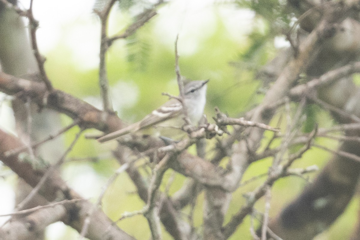 Plain Tyrannulet - ML395141711