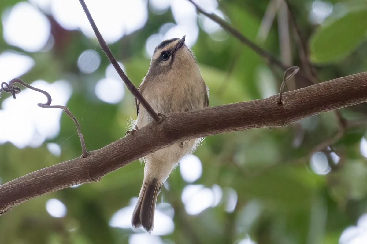 Golden-crowned Kinglet - ML395141851