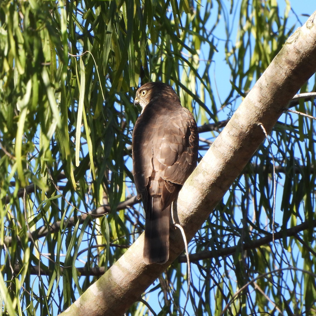 Sharp-shinned Hawk - ML395142871