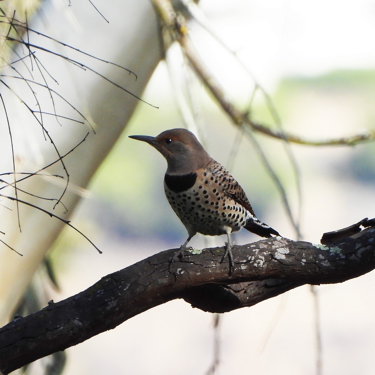 Northern Flicker - ML395142921