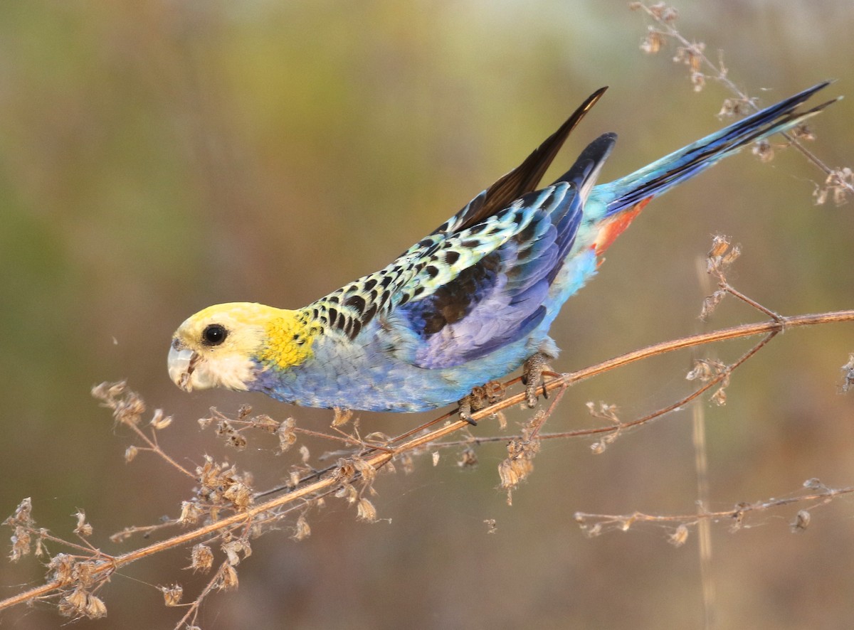 Pale-headed Rosella - Gil Ewing