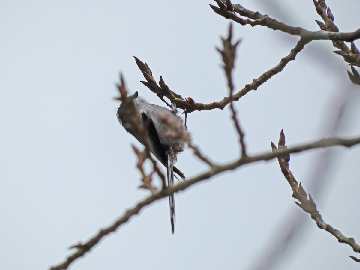 Long-tailed Tit - ML395143501