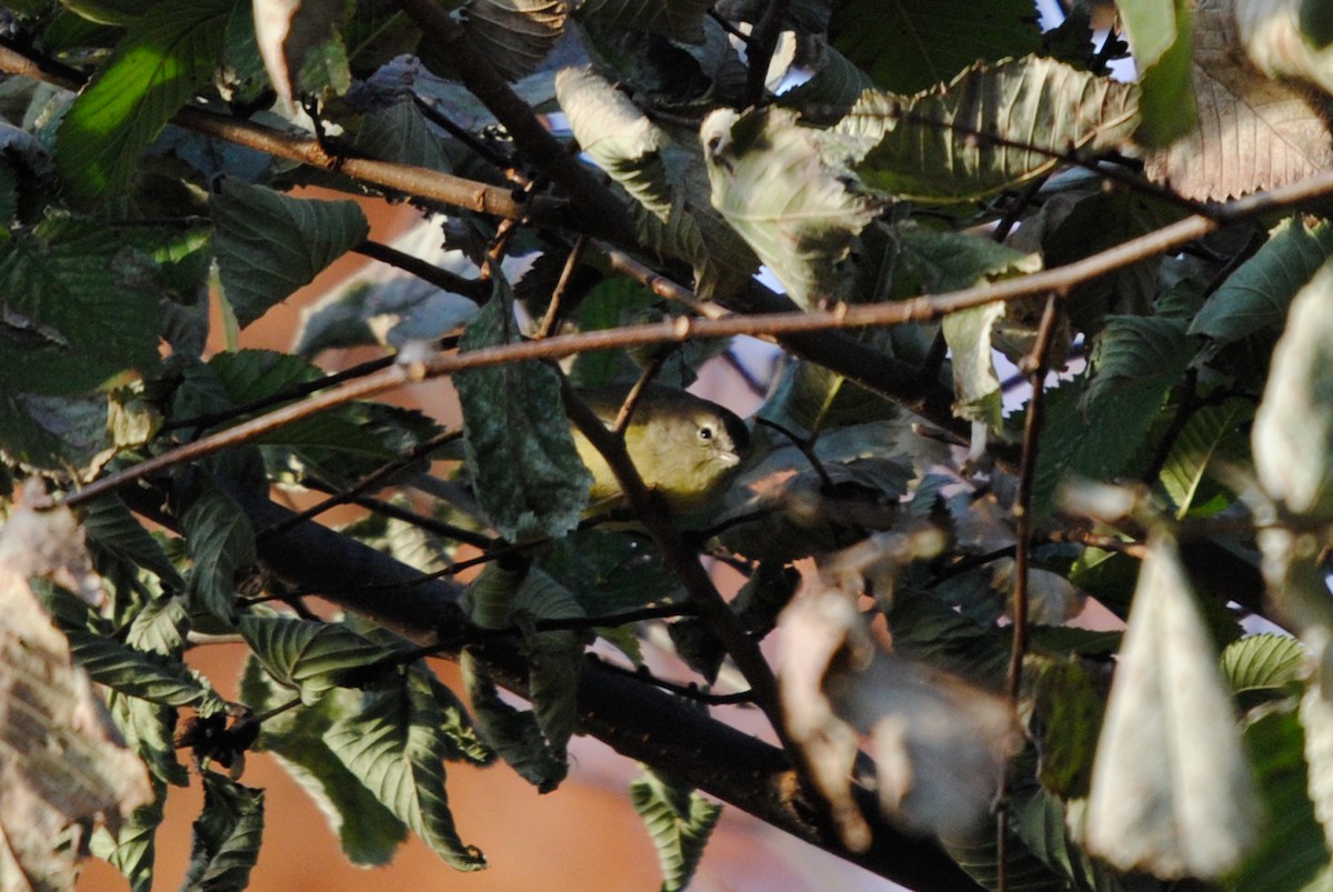 Orange-crowned Warbler - ML395143661