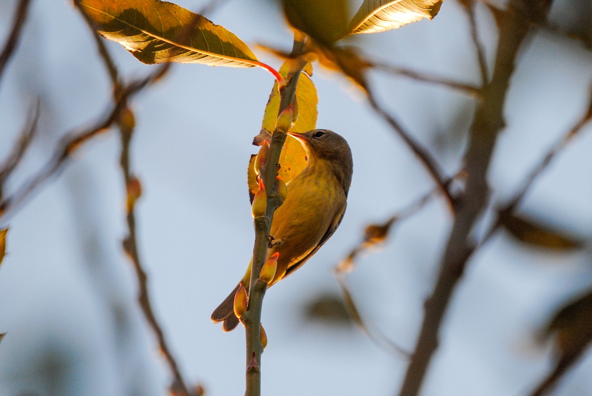 Orange-crowned Warbler - ML395143881