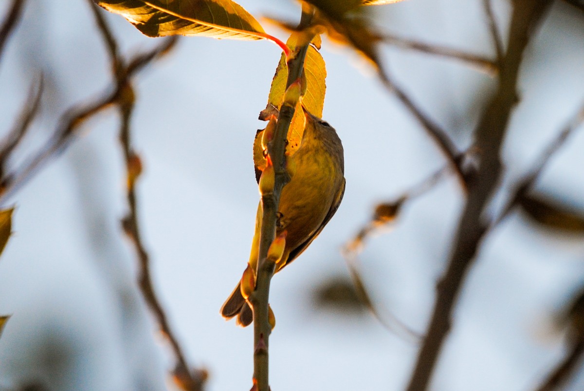 Orange-crowned Warbler - ML395143901