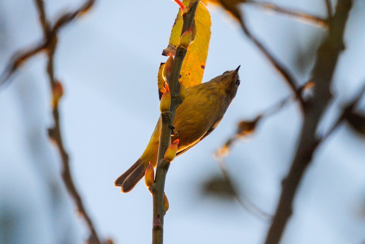 Orange-crowned Warbler - ML395143911