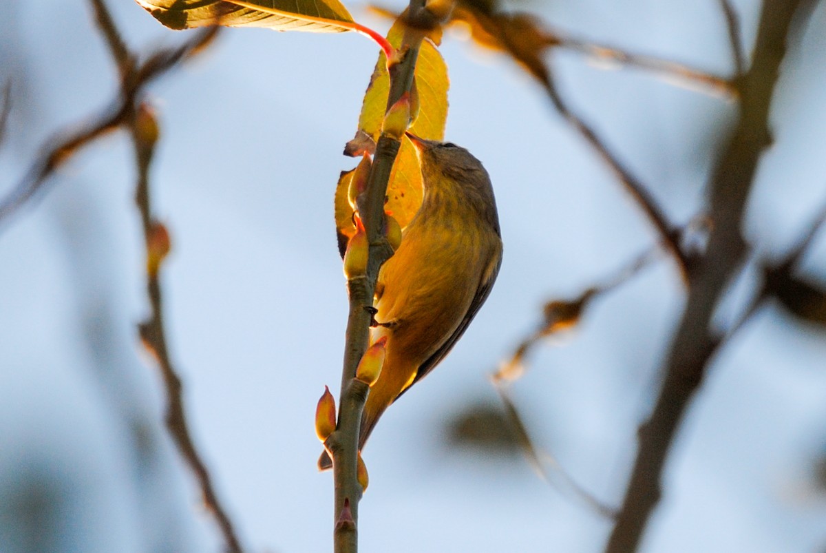 Orange-crowned Warbler - ML395143941