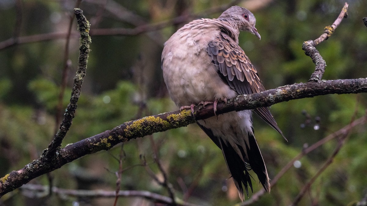 Oriental Turtle-Dove - ML395144181