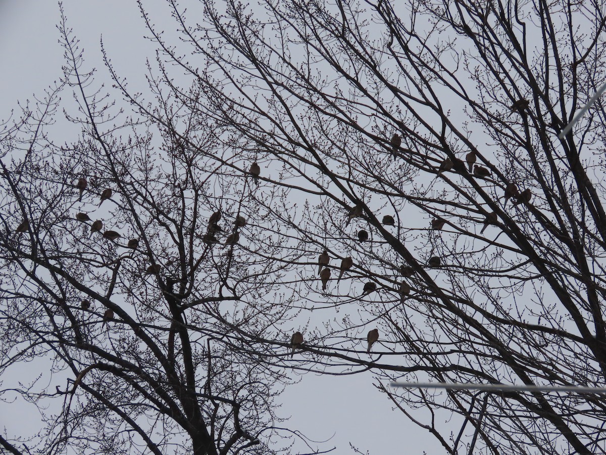 Mourning Dove - Lynn Barber