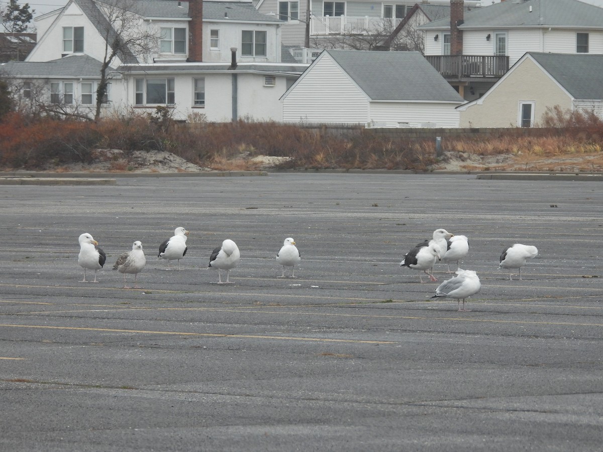 Great Black-backed Gull - ML395147371