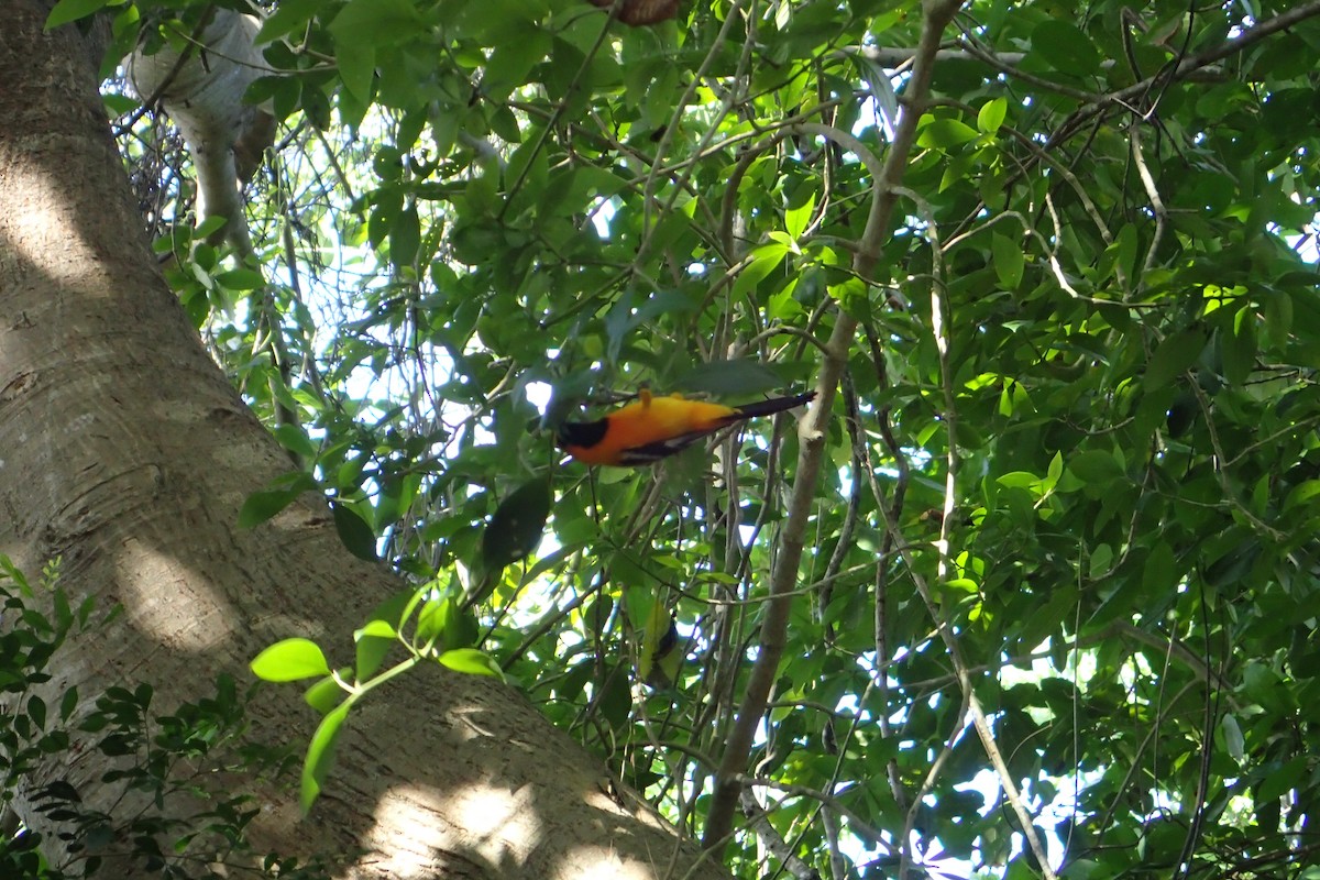 Hooded Oriole - ML395148201