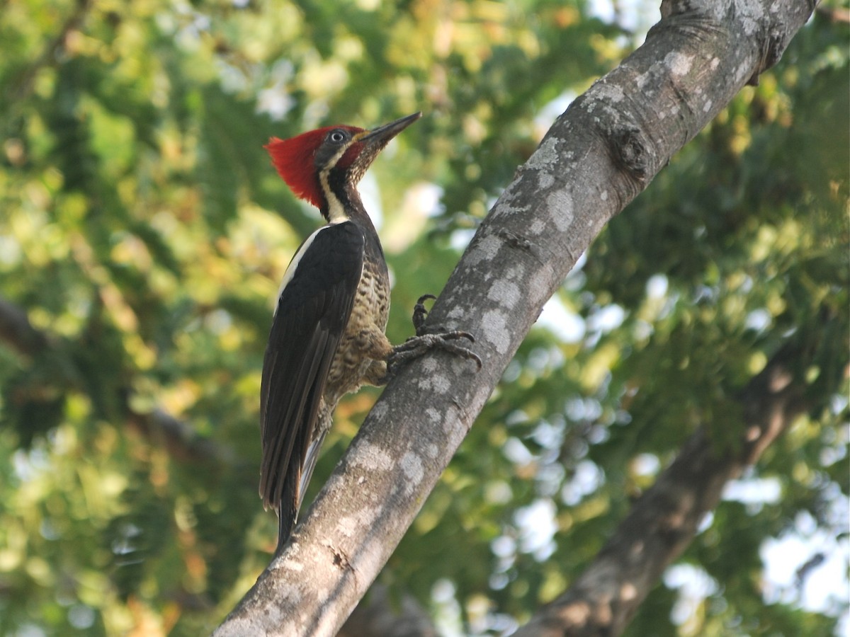 Lineated Woodpecker - Alan Van Norman