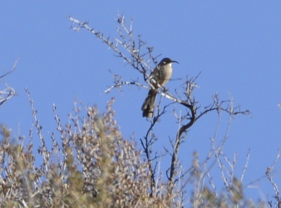 Crissal Thrasher - ML395148791