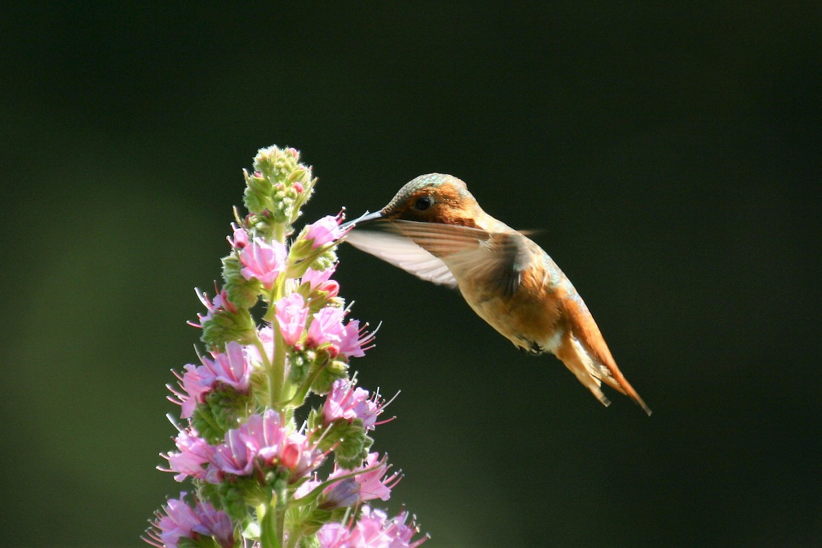 Allen's Hummingbird - ML395148841