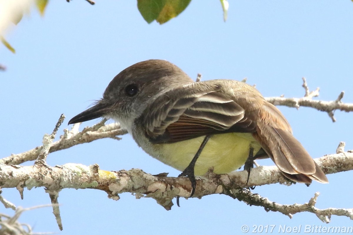 Stolid Flycatcher - ML395150361