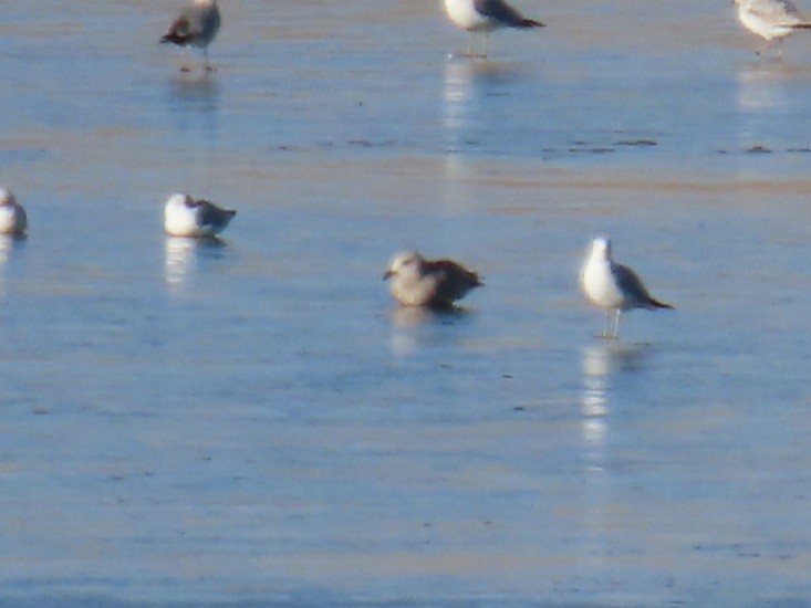 Herring Gull - ML395150731