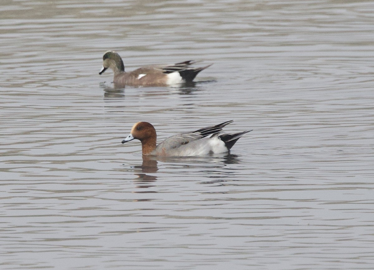 Eurasian Wigeon - Rob O'Donnell