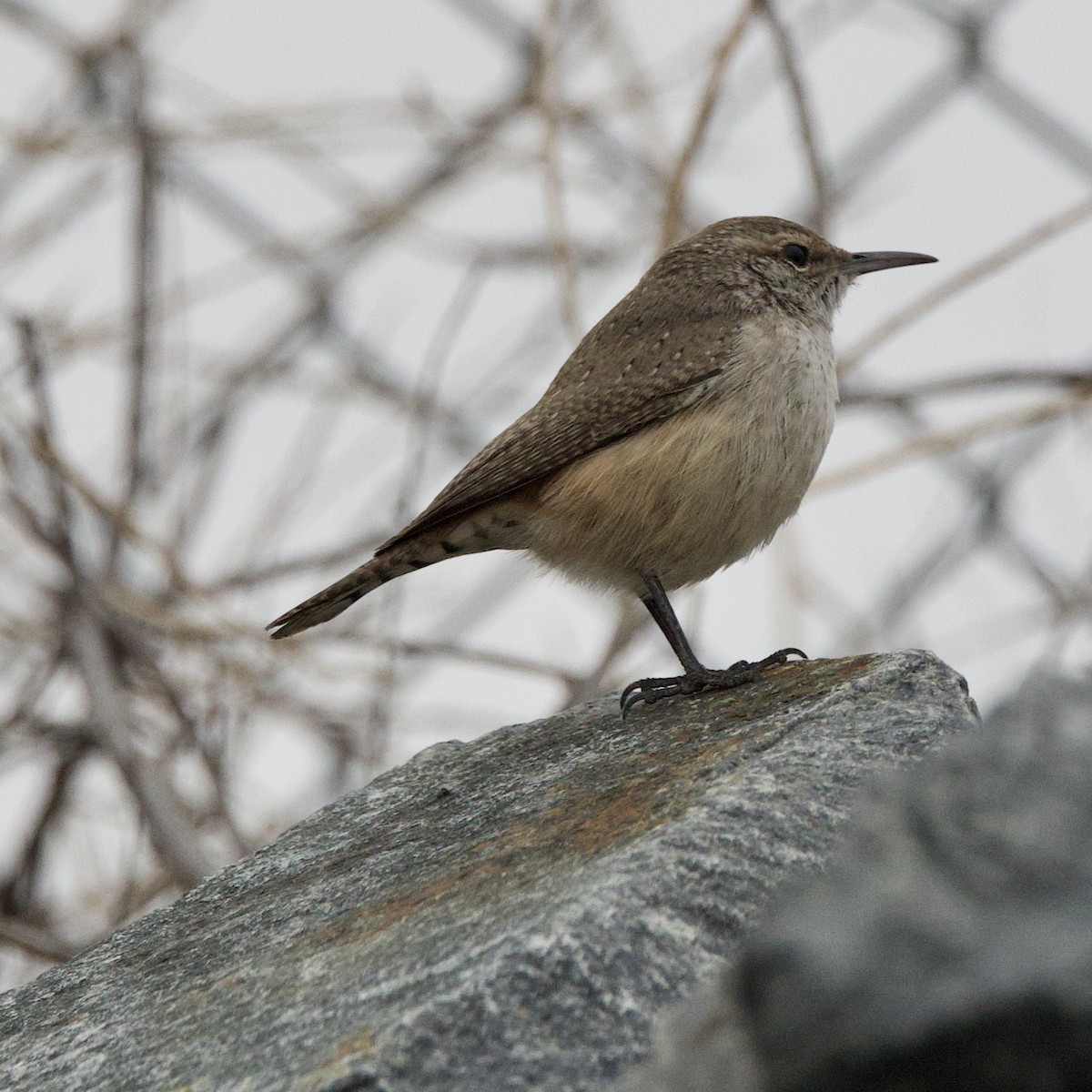 Rock Wren - Rob O'Donnell
