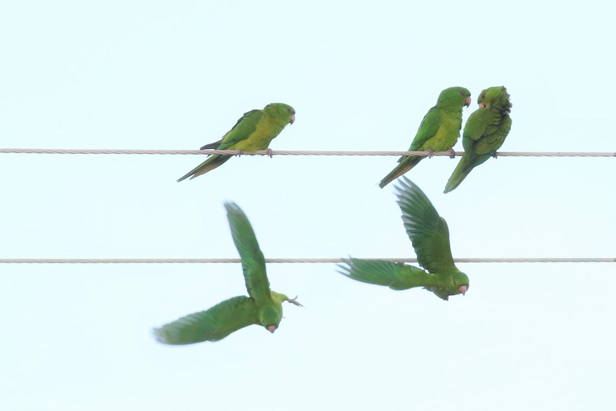 Green Parakeet - ML395152181