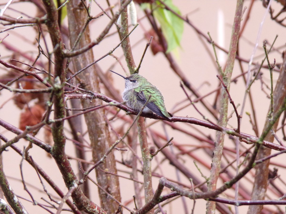 rødmaskekolibri - ML395152751
