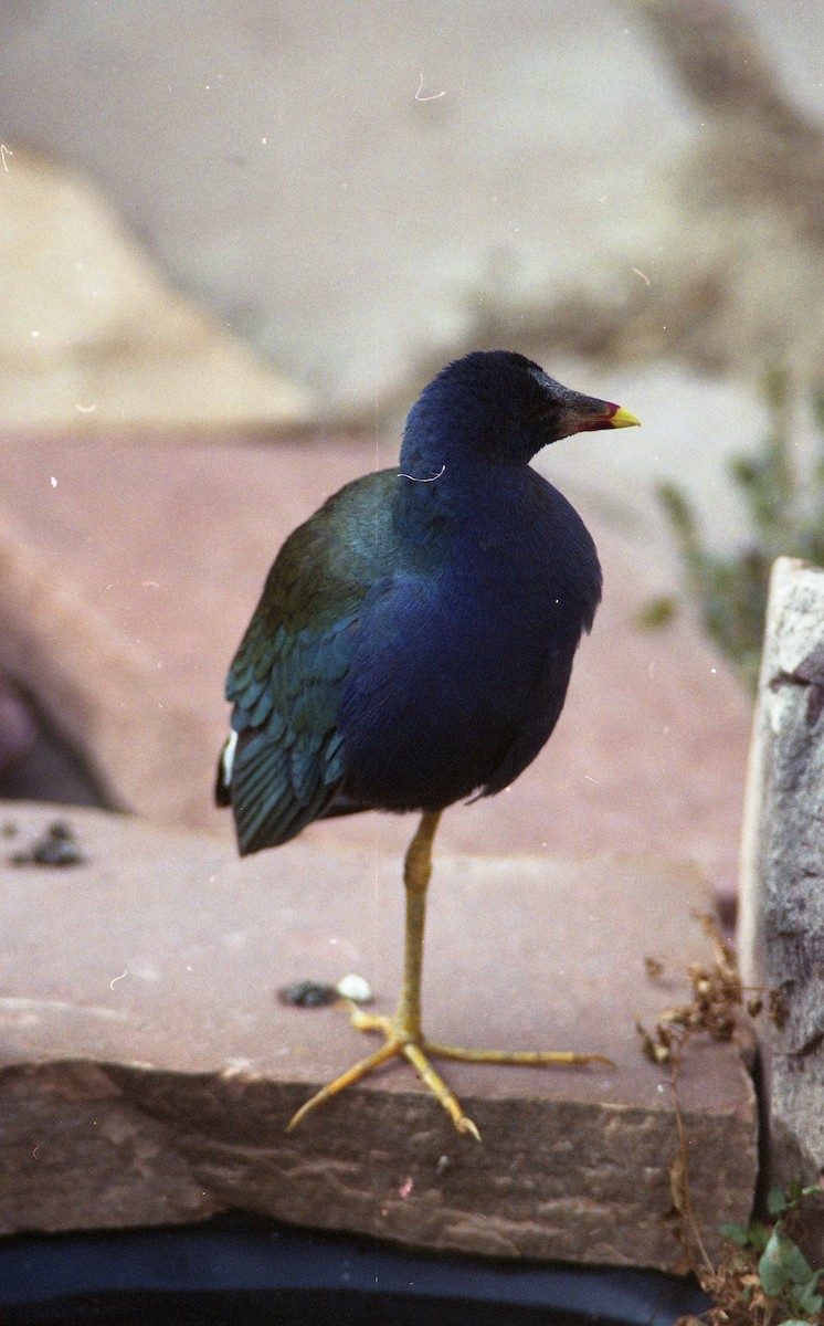 Purple Gallinule - ML395154121