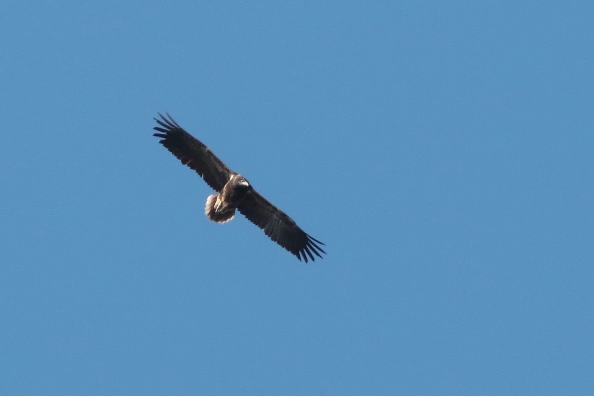 Egyptian Vulture - Alexandre Hespanhol Leitão