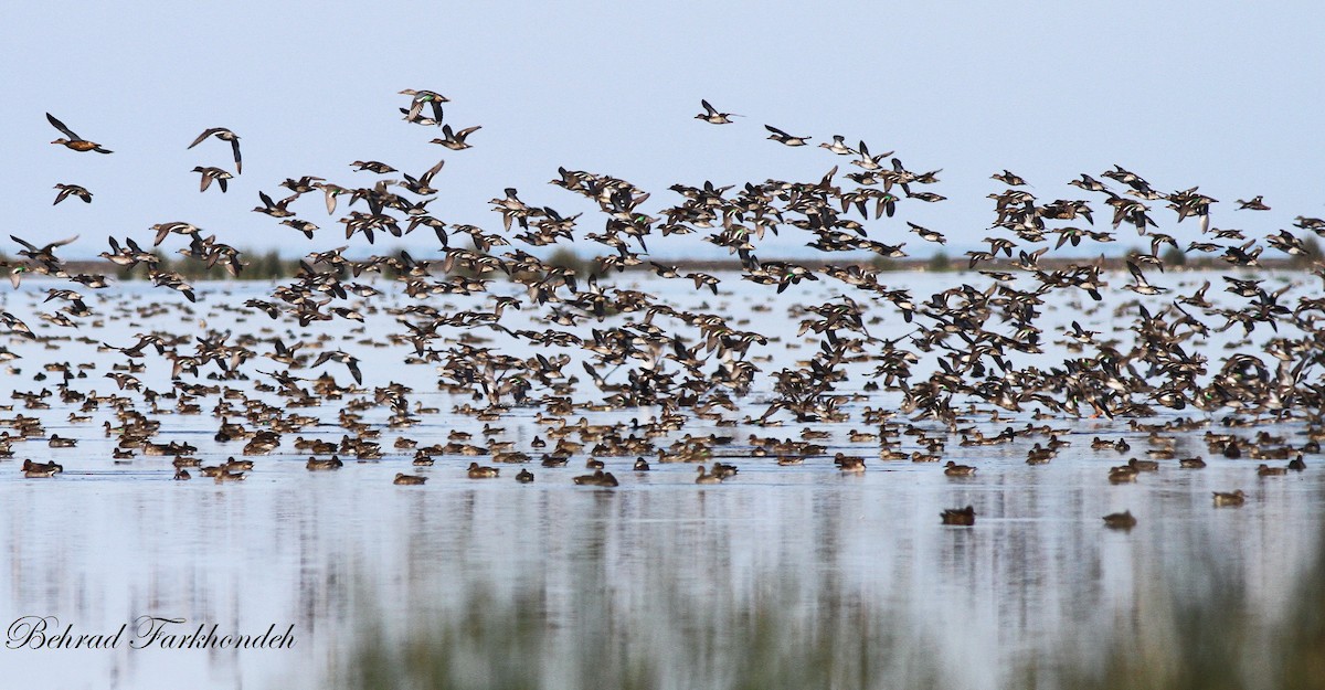 Green-winged Teal - ML39515581