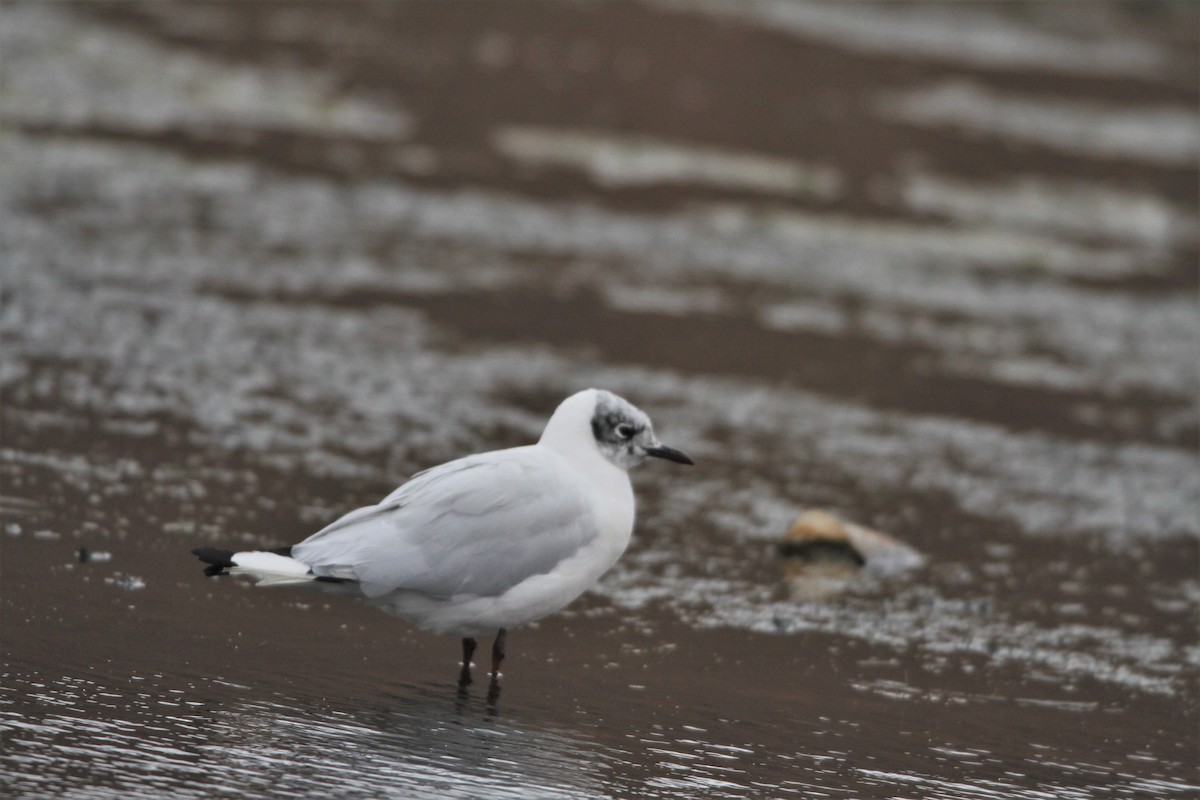 Andean Gull - ML39515631