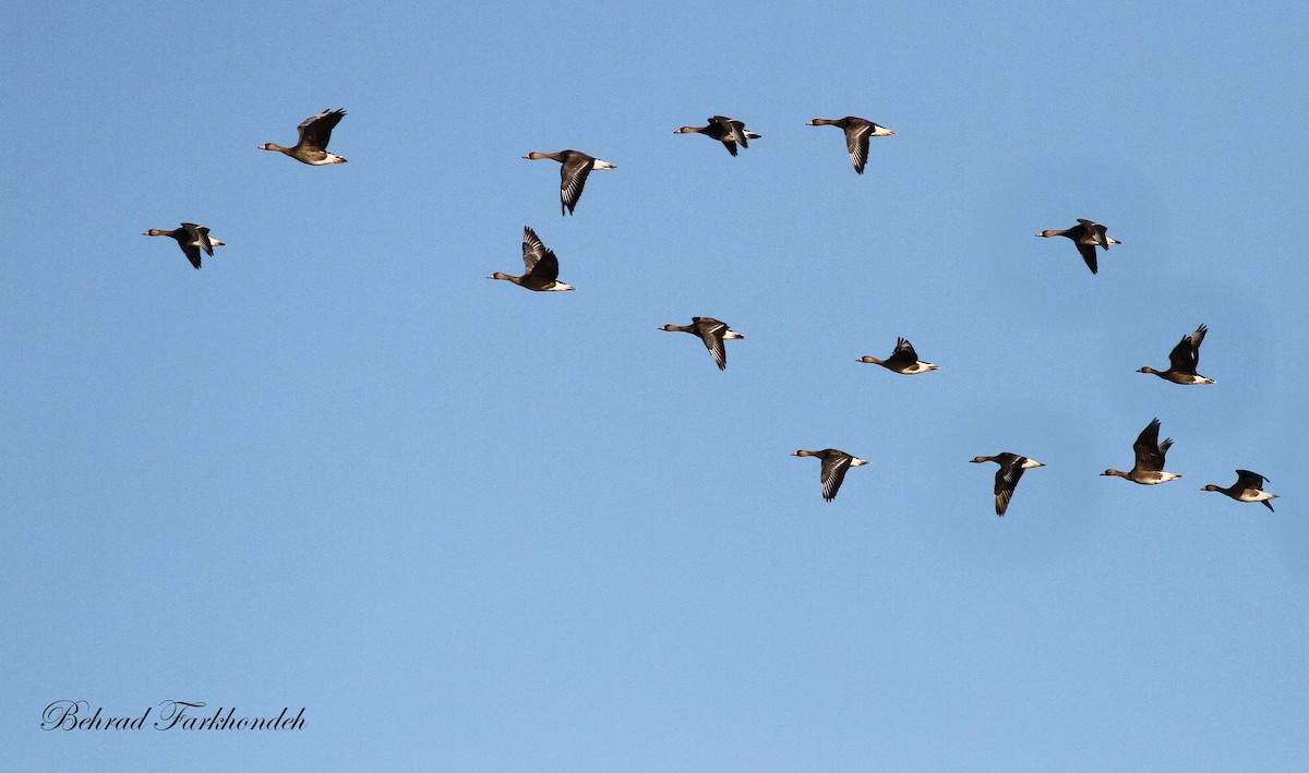 Greater White-fronted Goose - ML39515641