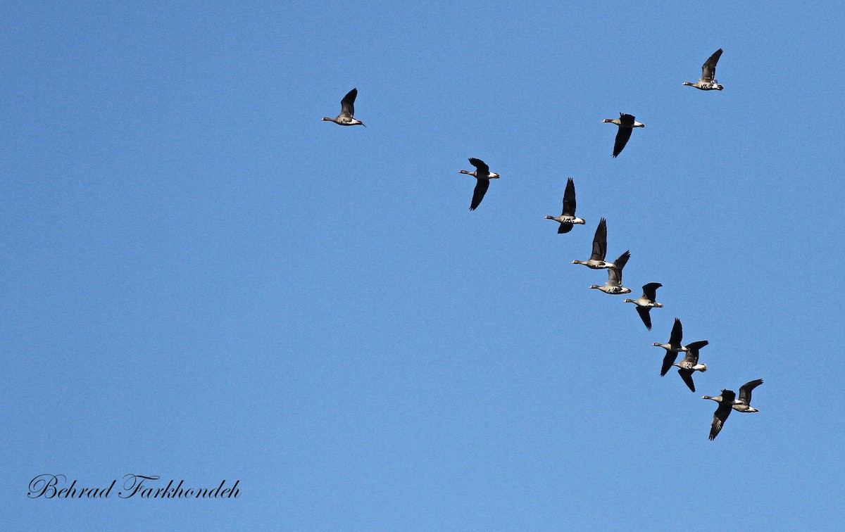 Lesser White-fronted Goose - ML39515771