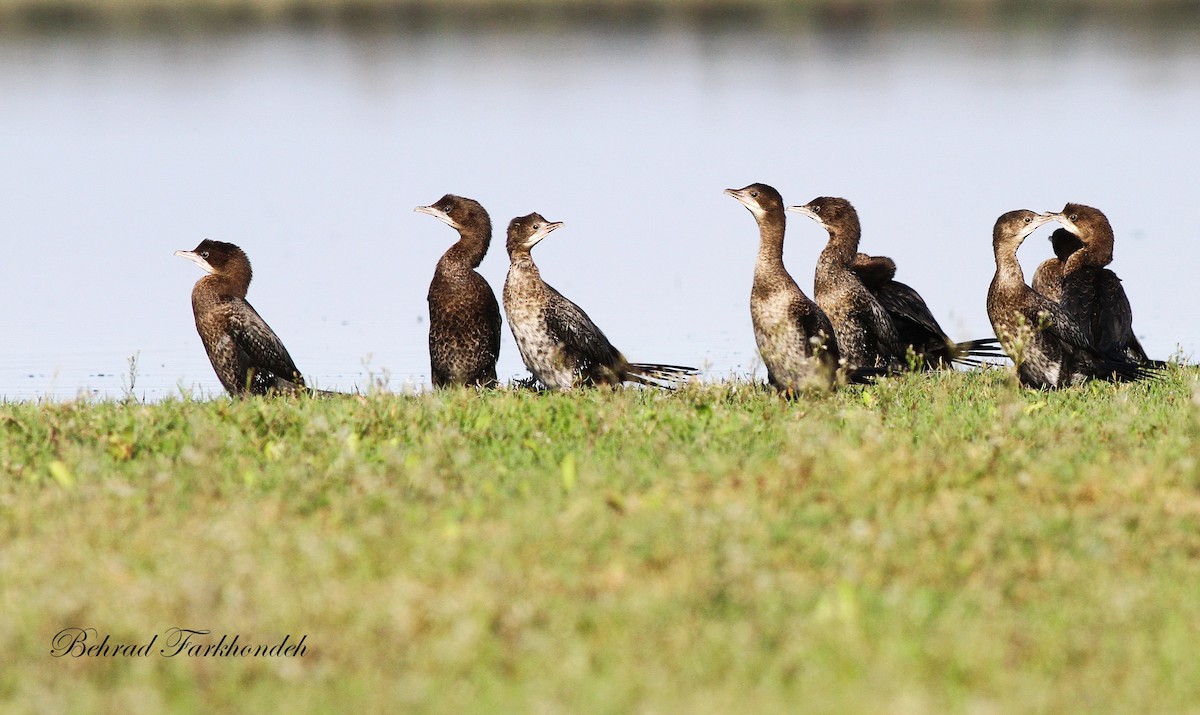 Pygmy Cormorant - ML39515791