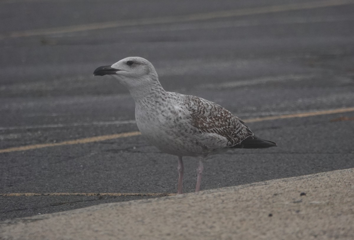 Great Black-backed Gull - ML395159381