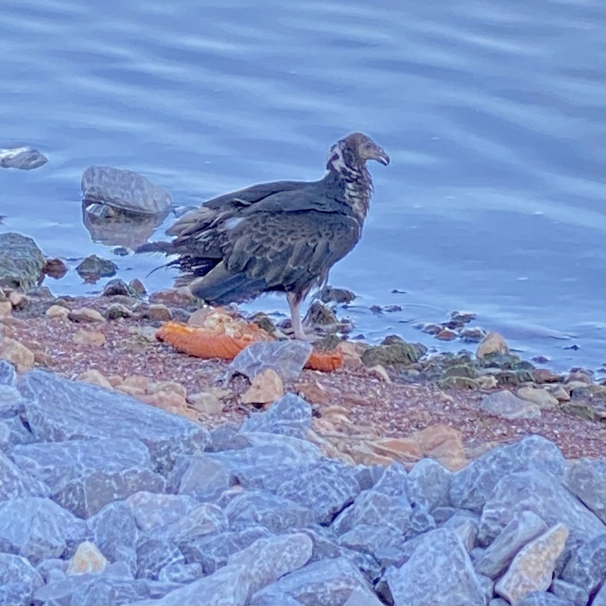 Black Vulture - ML395161931