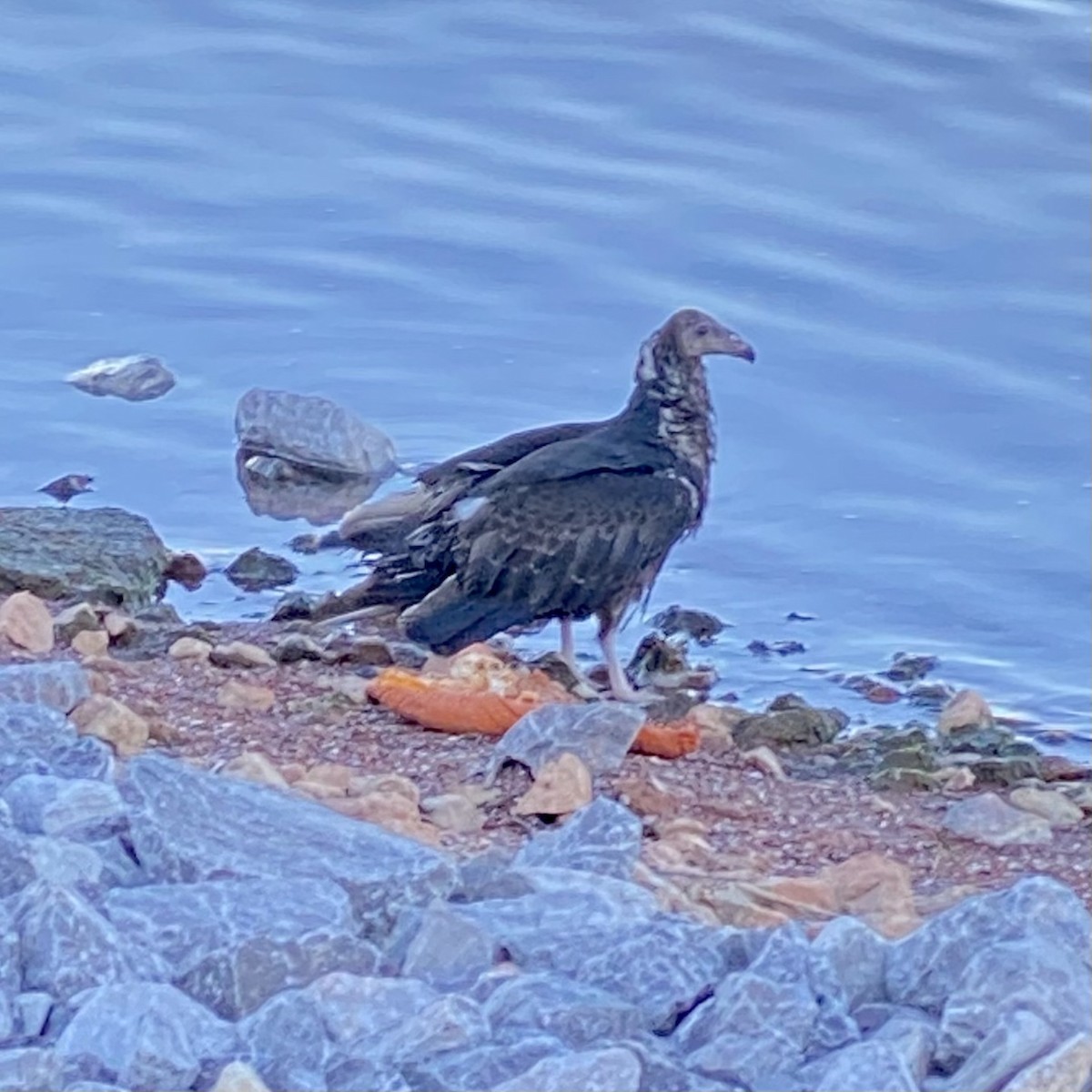 Black Vulture - ML395161961