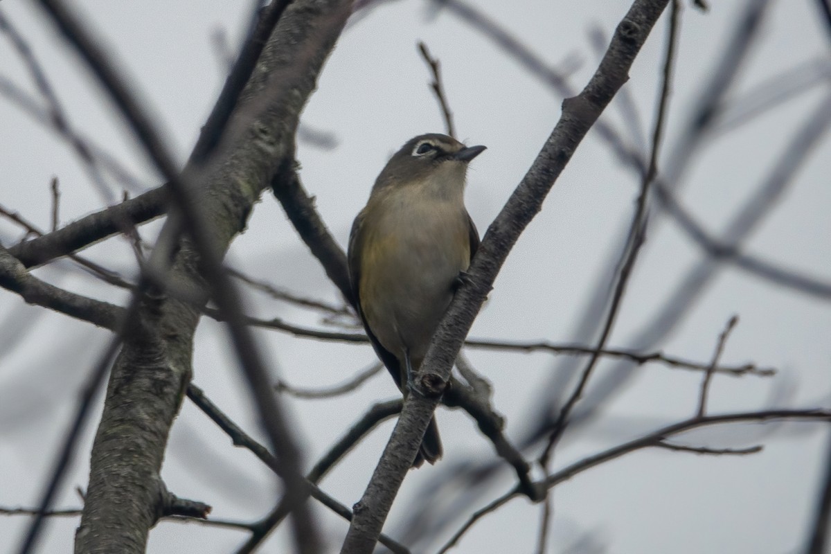 Blue-headed Vireo - ML395162061