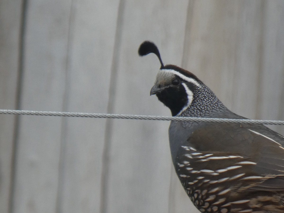 California Quail - Glenn Vakalala