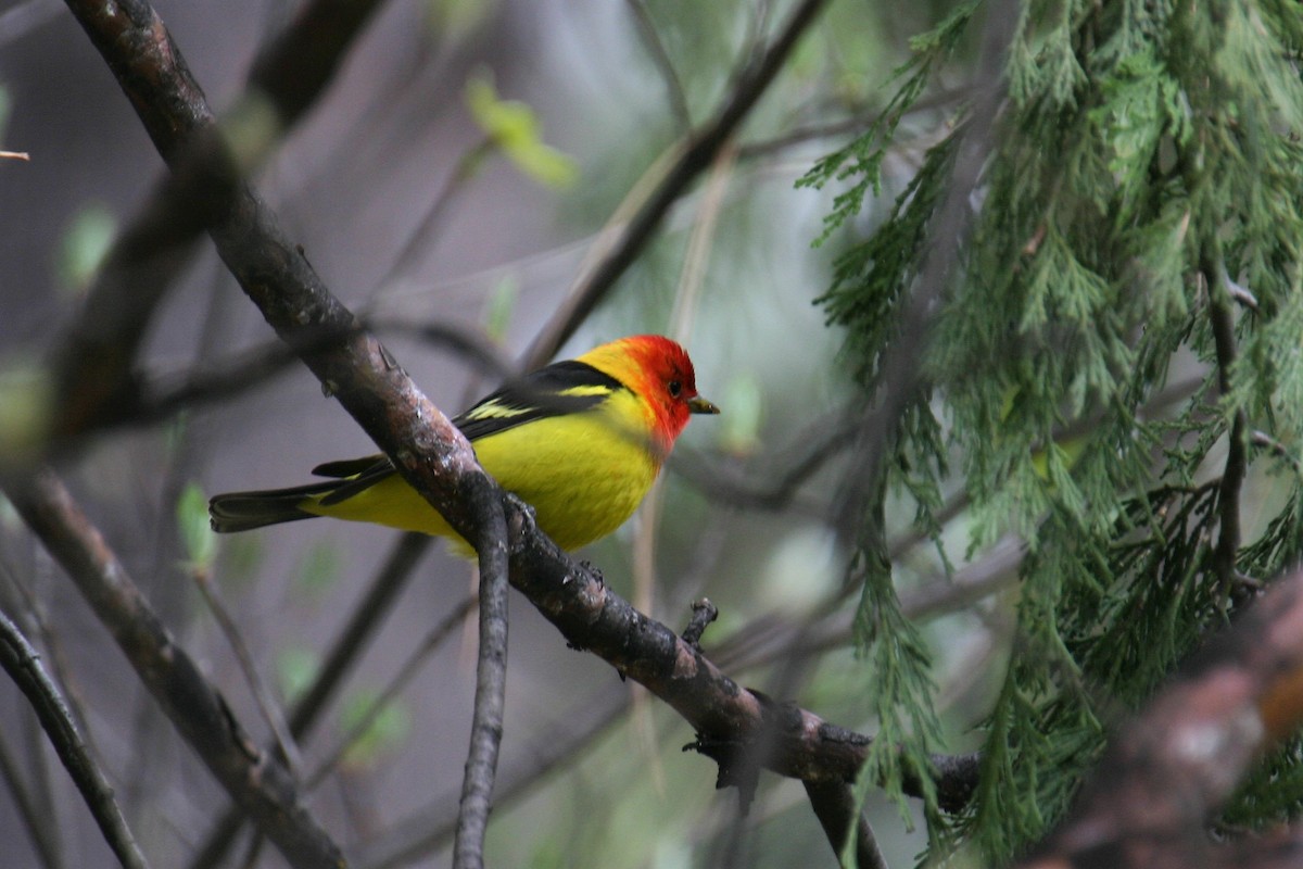 Western Tanager - ML395163491
