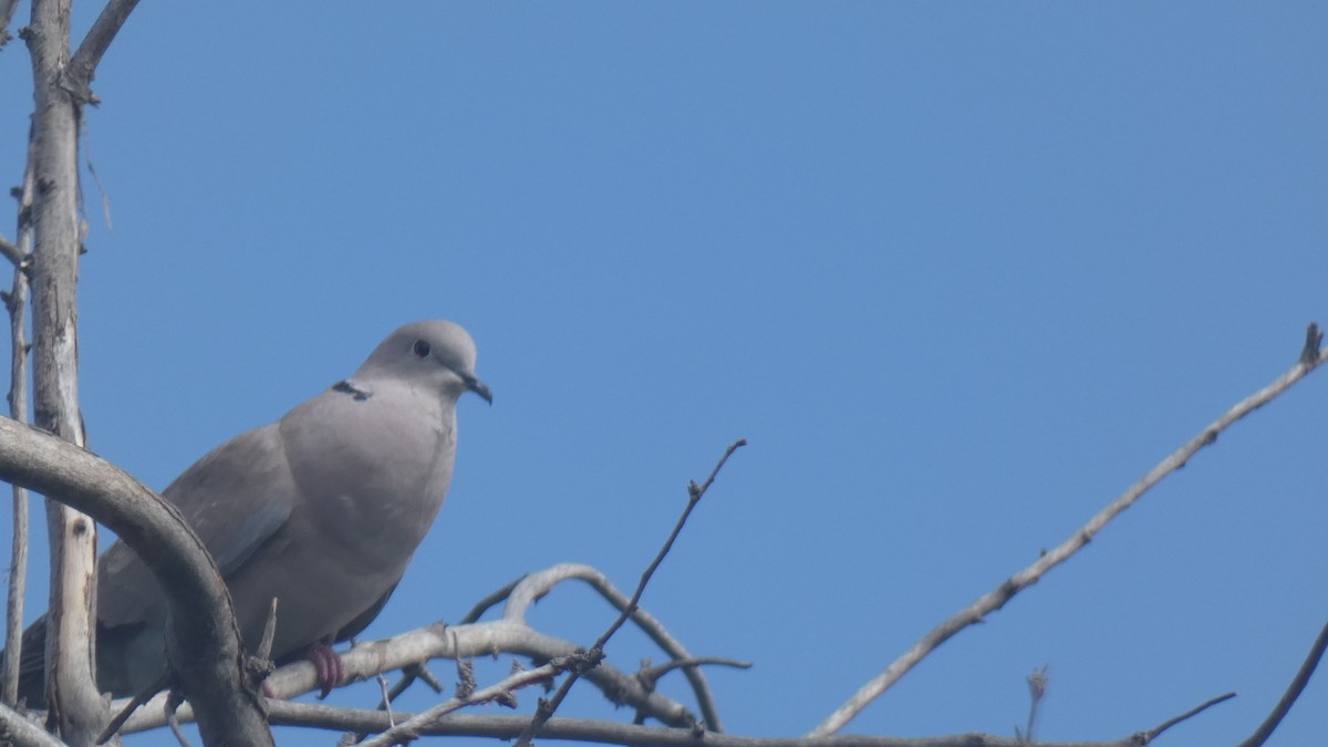 Eurasian Collared-Dove - Glenn Vakalala