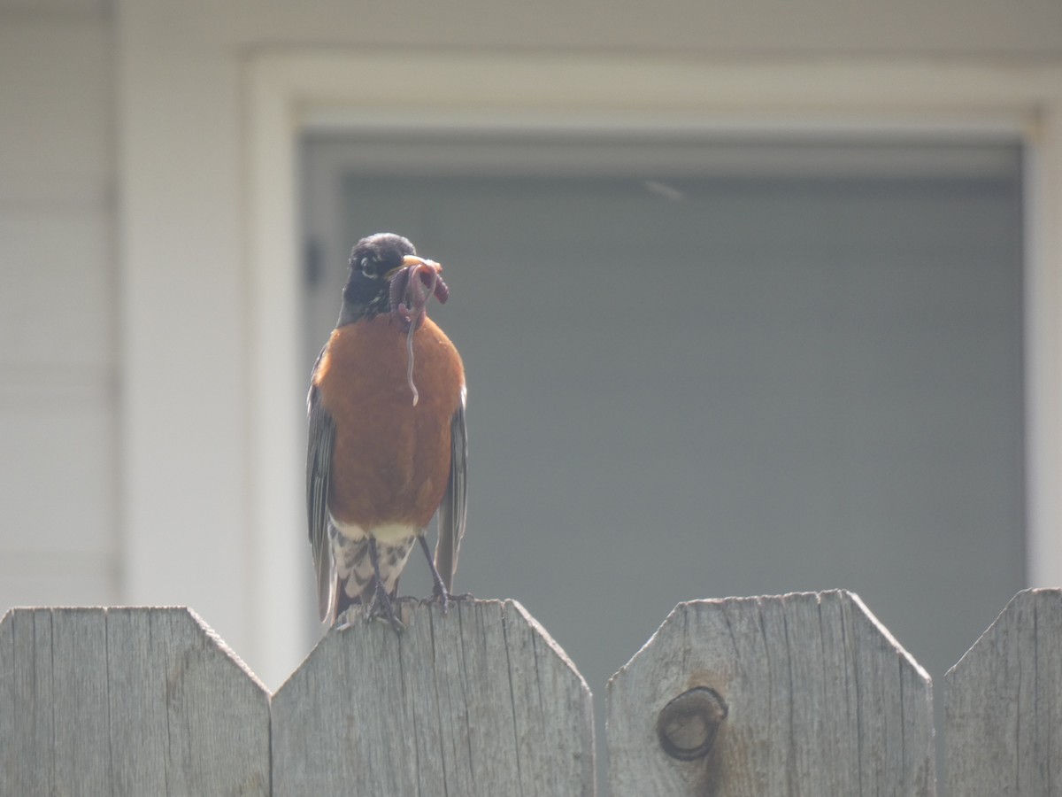 American Robin - Glenn Vakalala