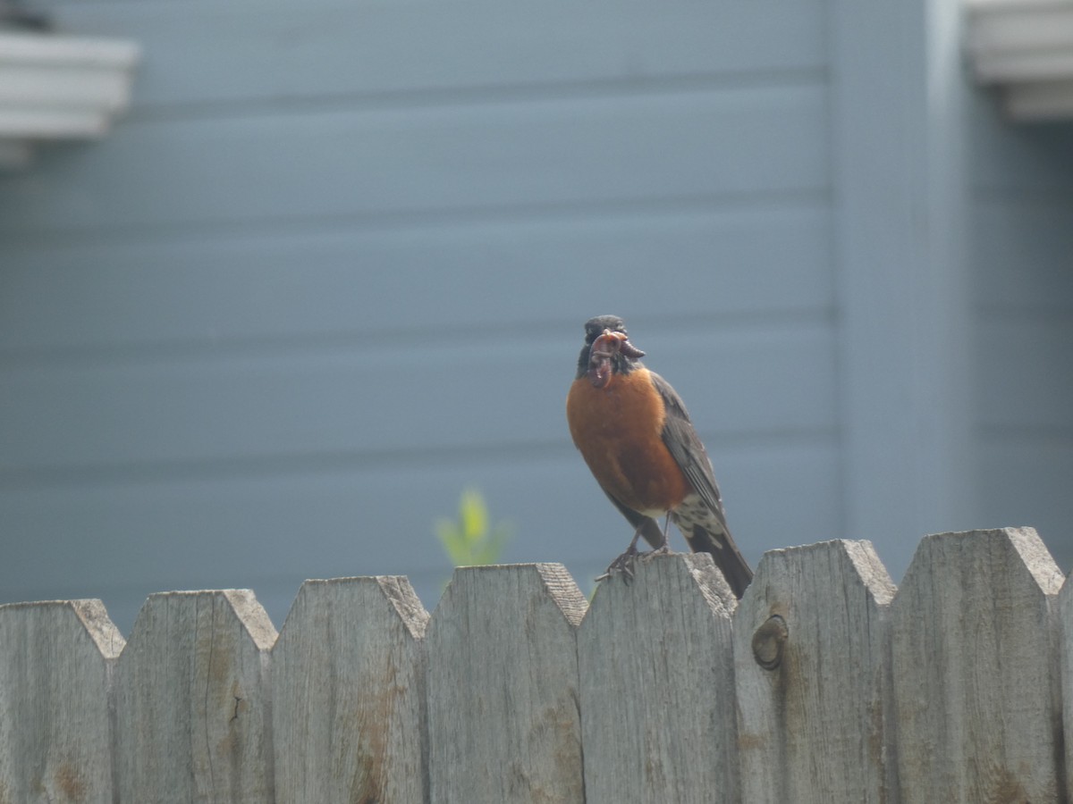 American Robin - ML395164821