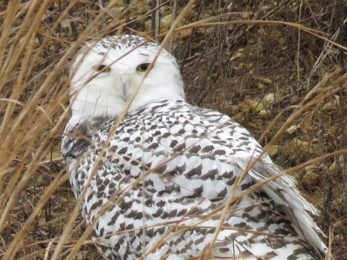 Snowy Owl - ML395164841