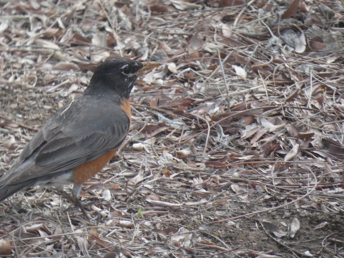 American Robin - Glenn Vakalala