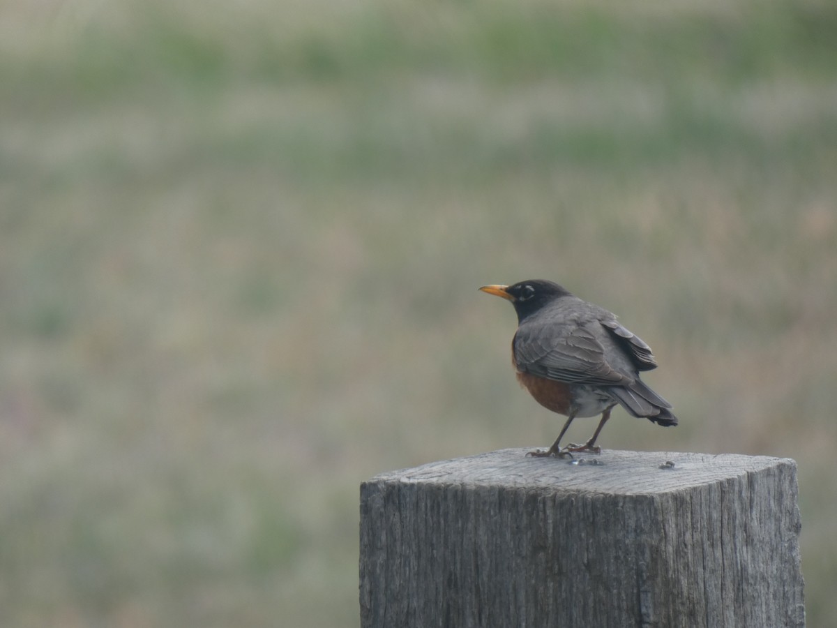 American Robin - ML395164891