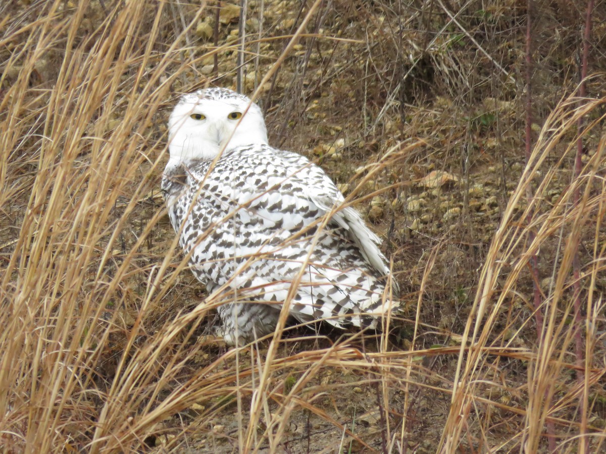 Snowy Owl - ML395164941