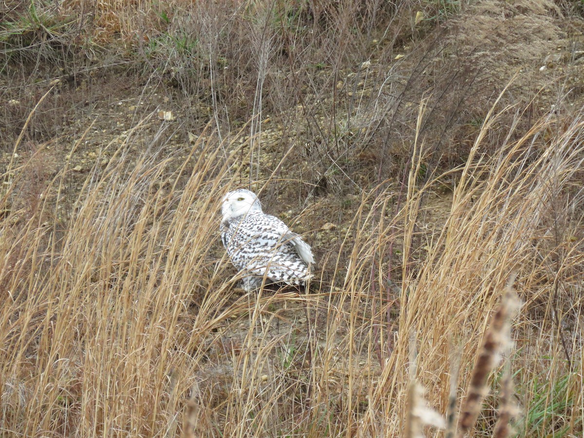 Snowy Owl - ML395165041