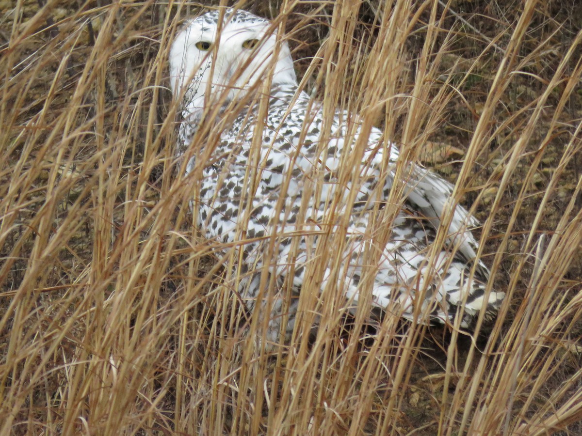 Snowy Owl - ML395165181