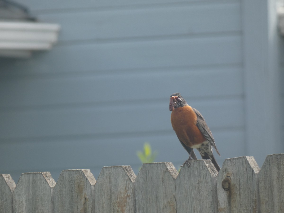 American Robin - Glenn Vakalala