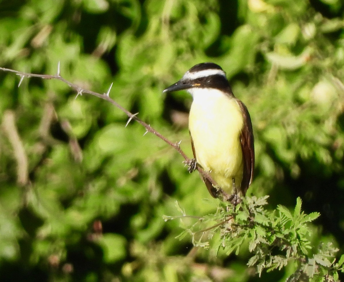 Great Kiskadee - MIck Griffin